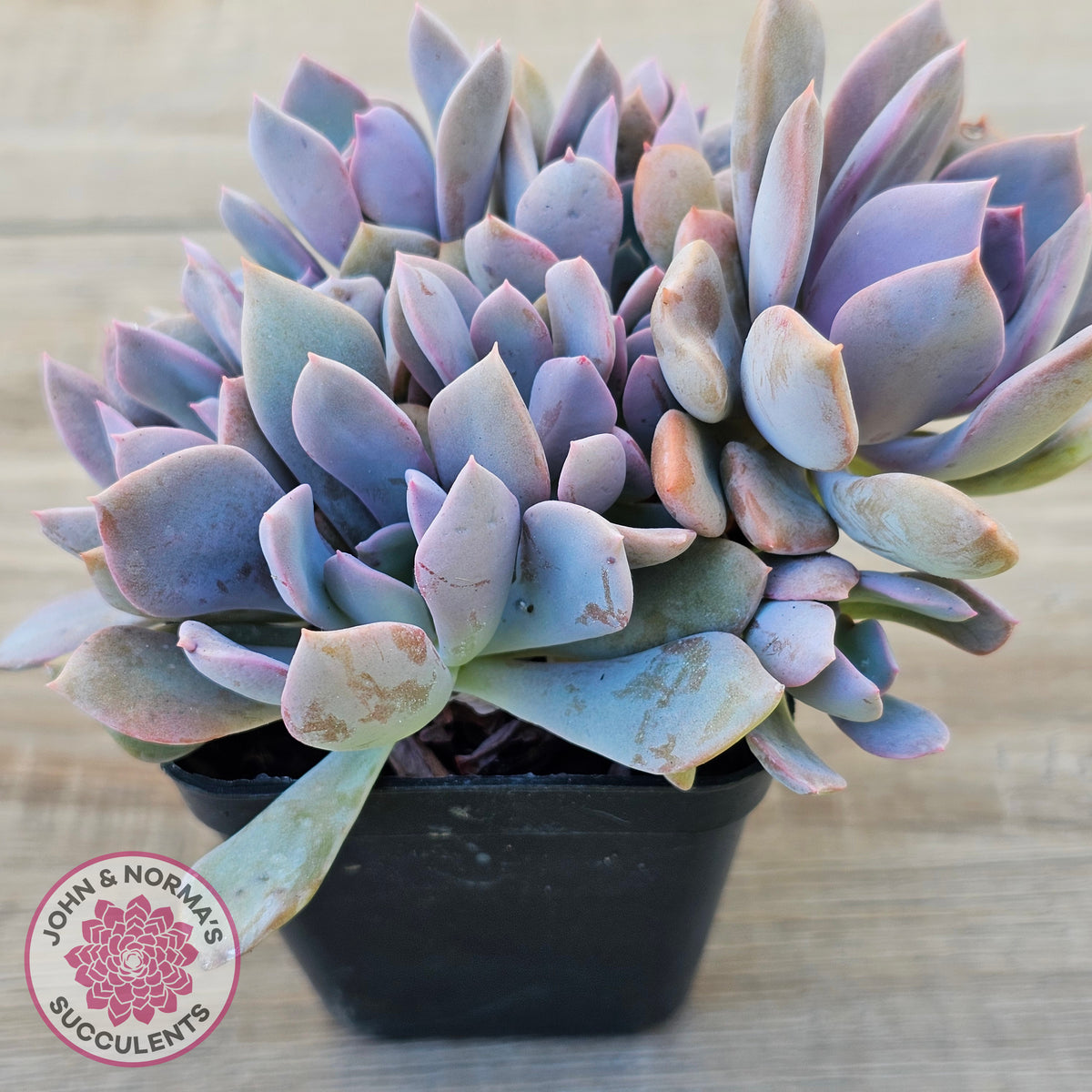Graptoveria Debbie (multi)