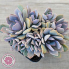 Graptoveria Debbie (multi)