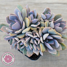 Load image into Gallery viewer, Graptoveria Debbie (multi)
