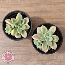 Load image into Gallery viewer, Graptoveria &#39;Ellen&#39; Variegated
