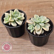 Load image into Gallery viewer, Graptoveria &#39;Ellen&#39; Variegated
