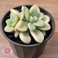 Load image into Gallery viewer, Graptoveria &#39;Ellen&#39; Variegated
