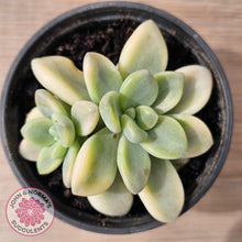 Load image into Gallery viewer, Graptoveria &#39;Ellen&#39; Variegated
