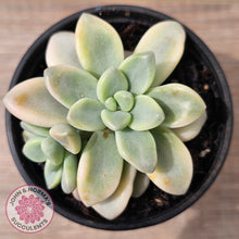 Load image into Gallery viewer, Graptoveria &#39;Ellen&#39; Variegated
