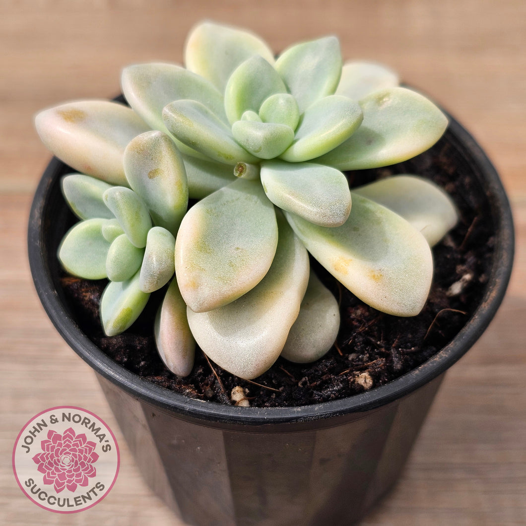 Graptoveria 'Ellen' Variegated