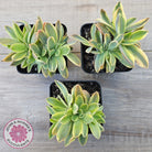 Graptoveria 'Fred Ives Variegata' Crested