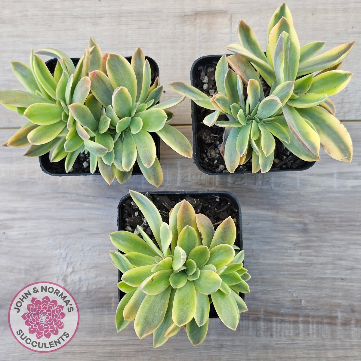 Graptoveria 'Fred Ives Variegata' Crested