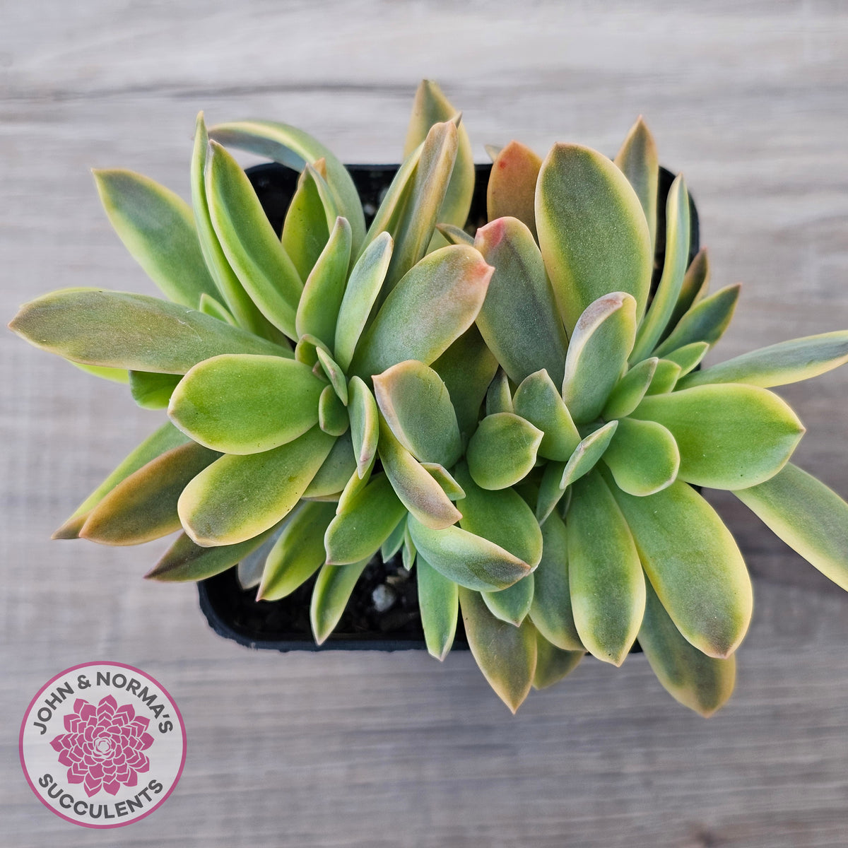 Graptoveria 'Fred Ives Variegata' Crested