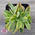 Graptoveria 'Fred Ives Variegata' Crested