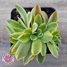 Load image into Gallery viewer, Graptoveria 'Fred Ives Variegata' Crested
