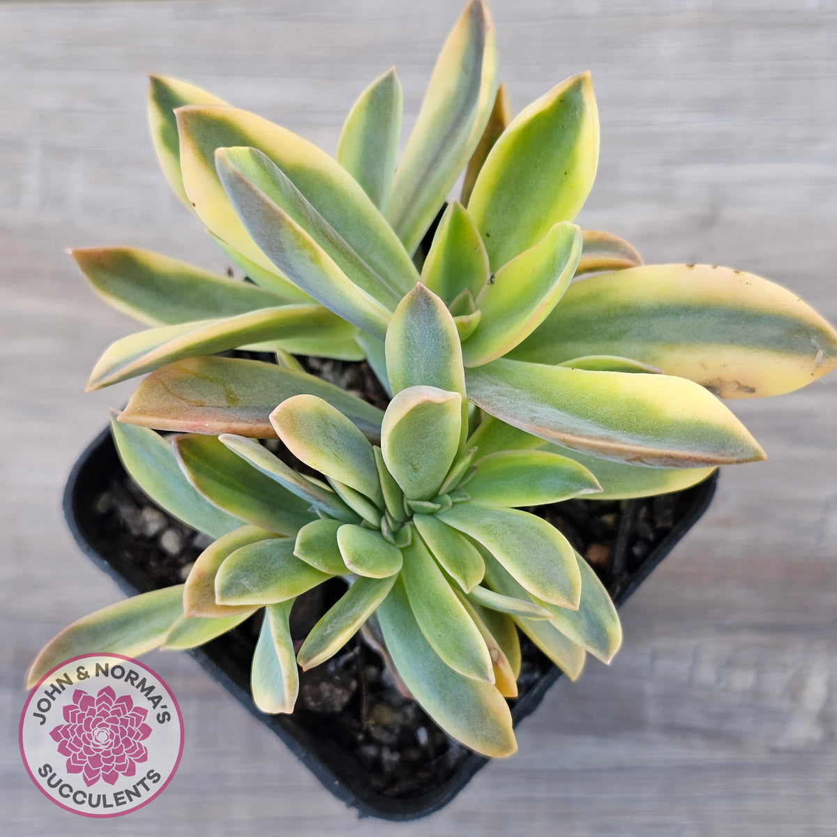 Graptoveria 'Fred Ives Variegata' Crested
