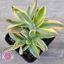 Load image into Gallery viewer, Graptoveria 'Fred Ives Variegata' Crested
