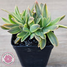 Graptoveria 'Fred Ives Variegata' Crested