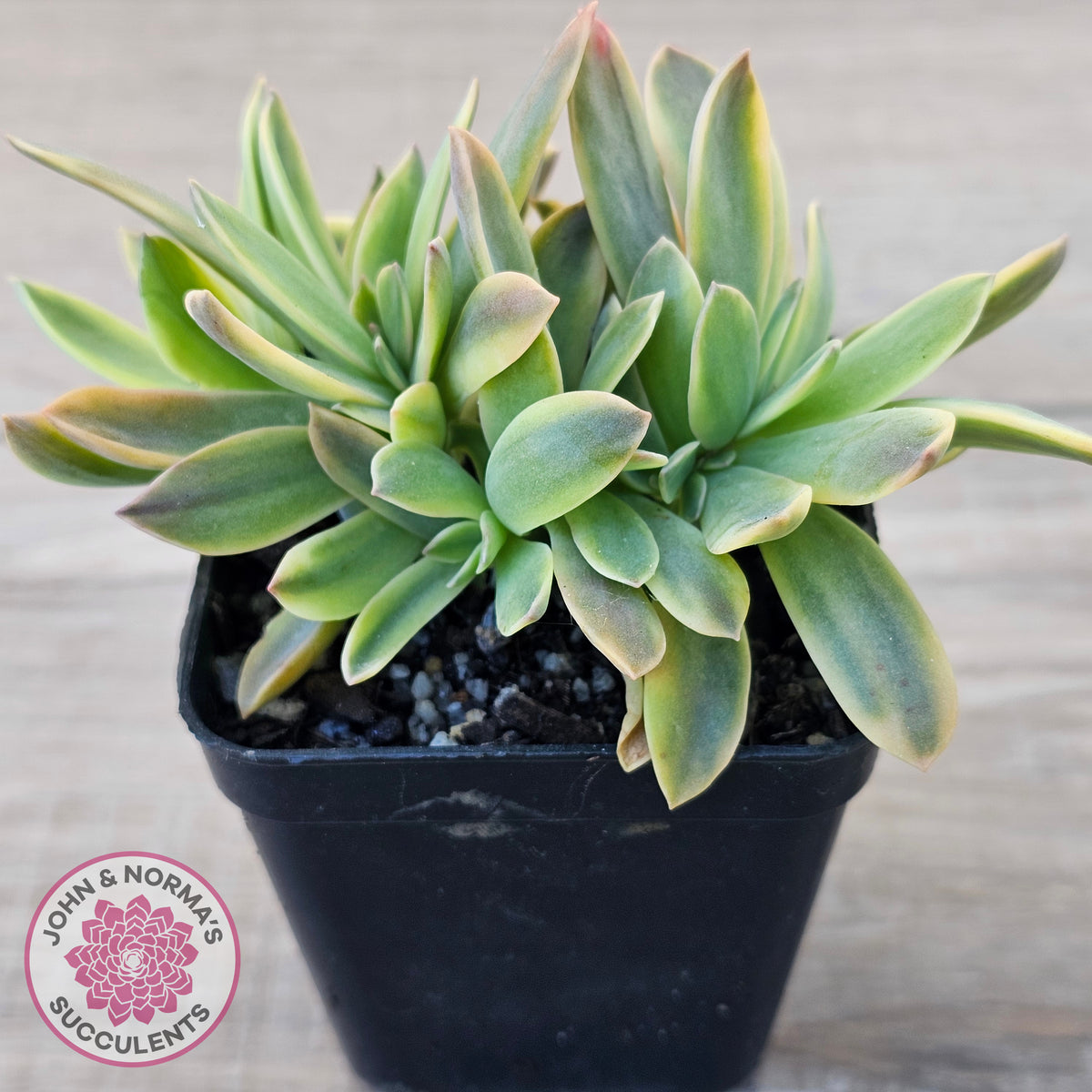 Graptoveria 'Fred Ives Variegata' Crested