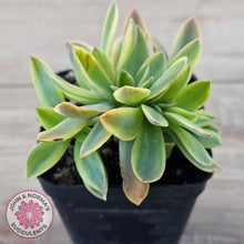 Load image into Gallery viewer, Graptoveria 'Fred Ives Variegata' Crested
