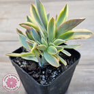 Graptoveria 'Fred Ives Variegata' Crested