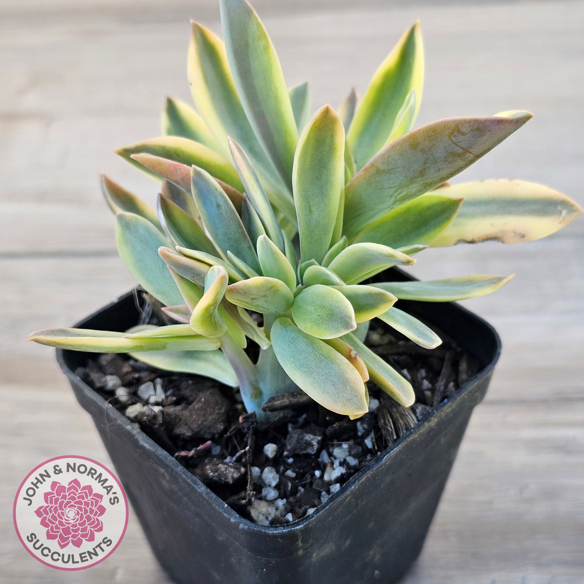 Graptoveria 'Fred Ives Variegata' Crested