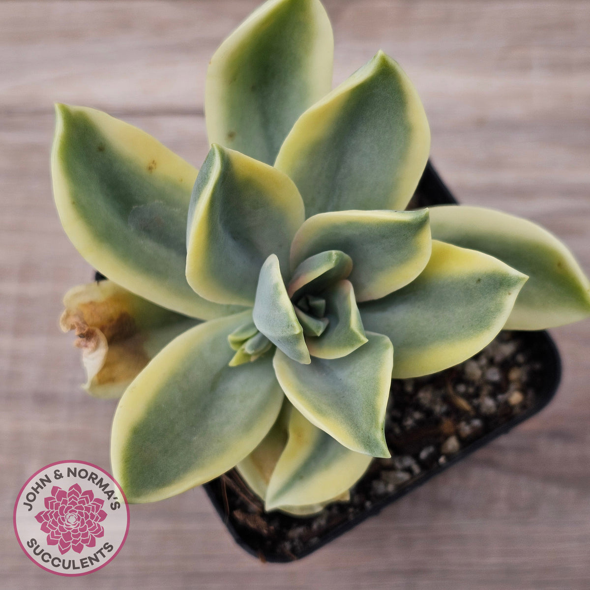 Graptoveria Fred Ives Variegata (White Variegation)