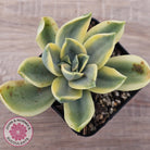 Graptoveria Fred Ives Variegata (White Variegation)