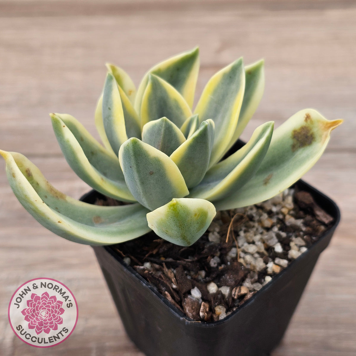 Graptoveria Fred Ives Variegata (White Variegation)