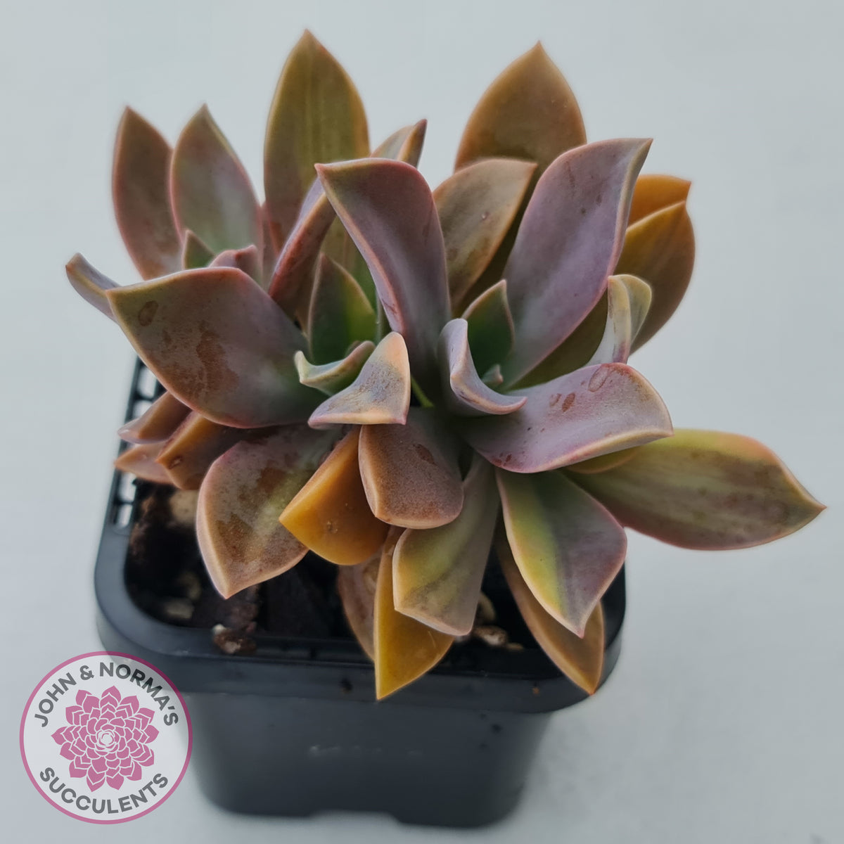 Graptoveria 'Fred Ives Variegata' (Yellow/Gold Variegation)