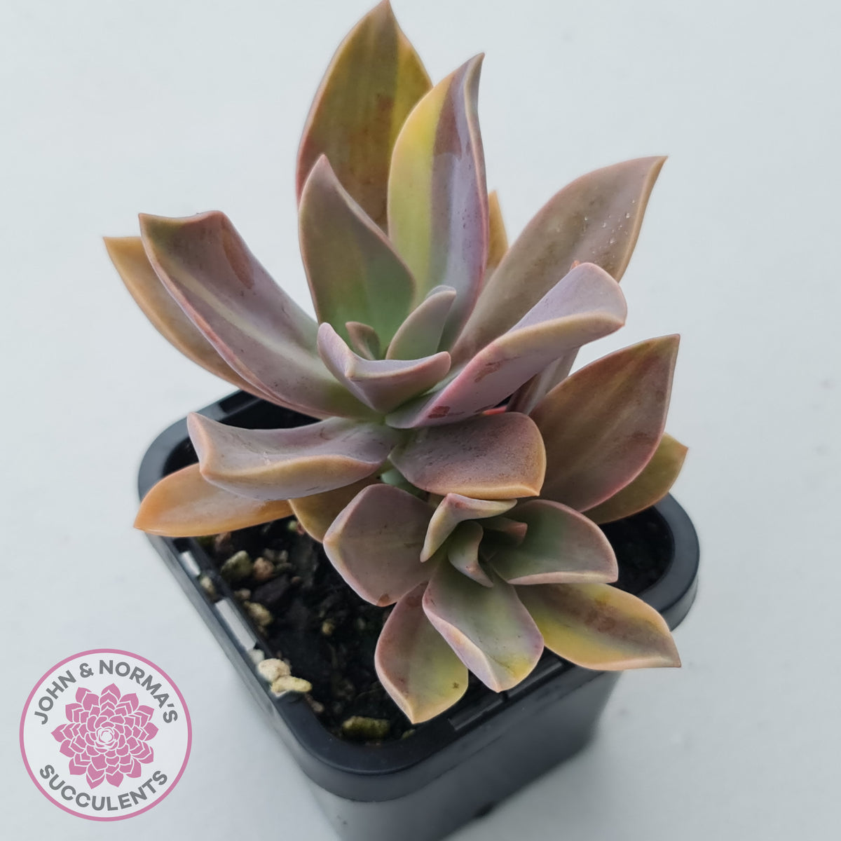 Graptoveria 'Fred Ives Variegata' (Yellow/Gold Variegation)