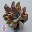 Graptoveria 'Fred Ives Variegata' (Yellow/Gold Variegation)