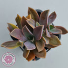 Graptoveria 'Fred Ives Variegata' (Yellow/Gold Variegation)