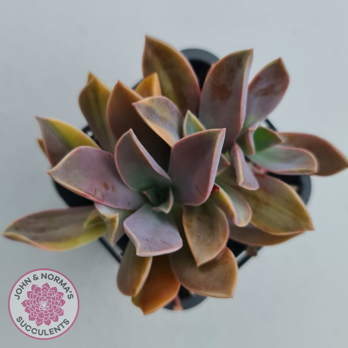 Graptoveria 'Fred Ives Variegata' (Yellow/Gold Variegation)