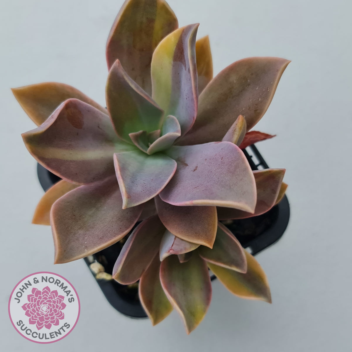 Graptoveria 'Fred Ives Variegata' (Yellow/Gold Variegation)