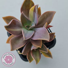 Load image into Gallery viewer, Graptoveria &#39;Fred Ives Variegata&#39; (Yellow/Gold Variegation)
