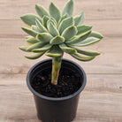 Graptoveria Fred Ives Variegata Crested (White Form)