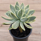 Graptoveria Fred Ives Variegata Crested (White Form)