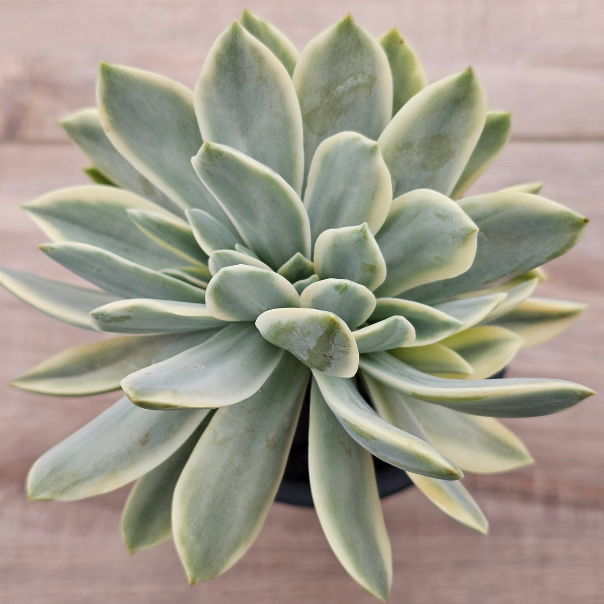Graptoveria Fred Ives Variegata Crested (White Form)
