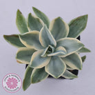Graptoveria Fred Ives Variegata (White Variegation)