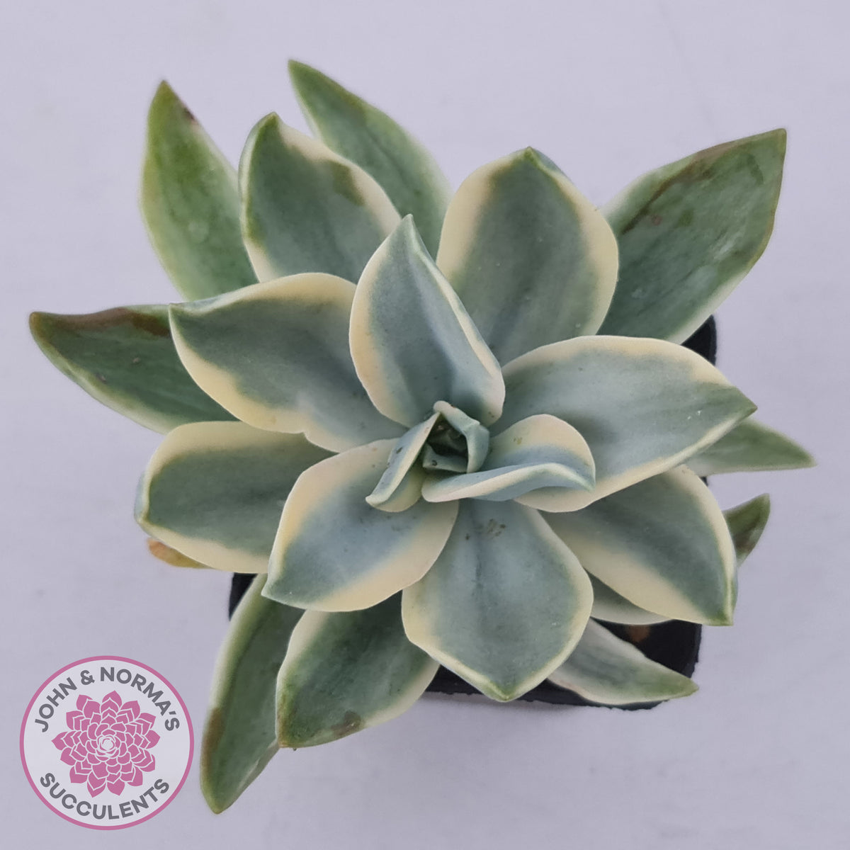 Graptoveria Fred Ives Variegata (White Variegation)