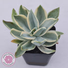 Graptoveria Fred Ives Variegata (White Variegation)