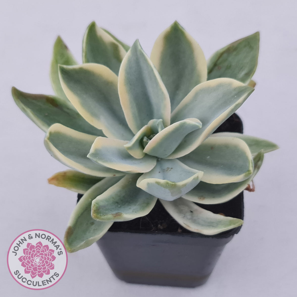 Graptoveria Fred Ives Variegata (White Variegation)
