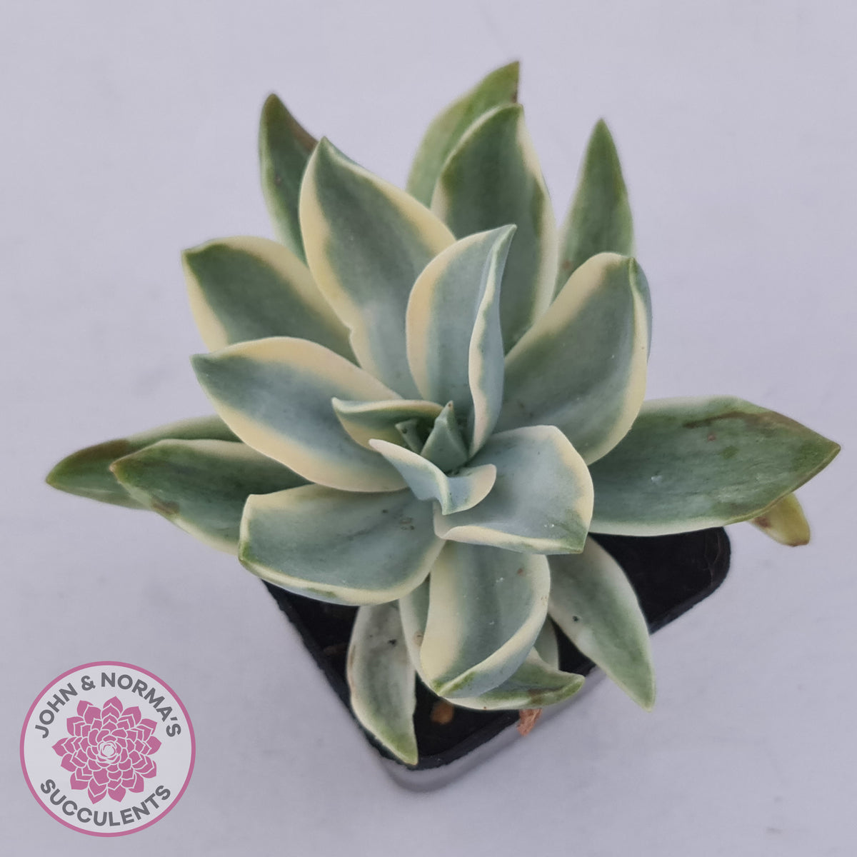 Graptoveria Fred Ives Variegata (White Variegation)