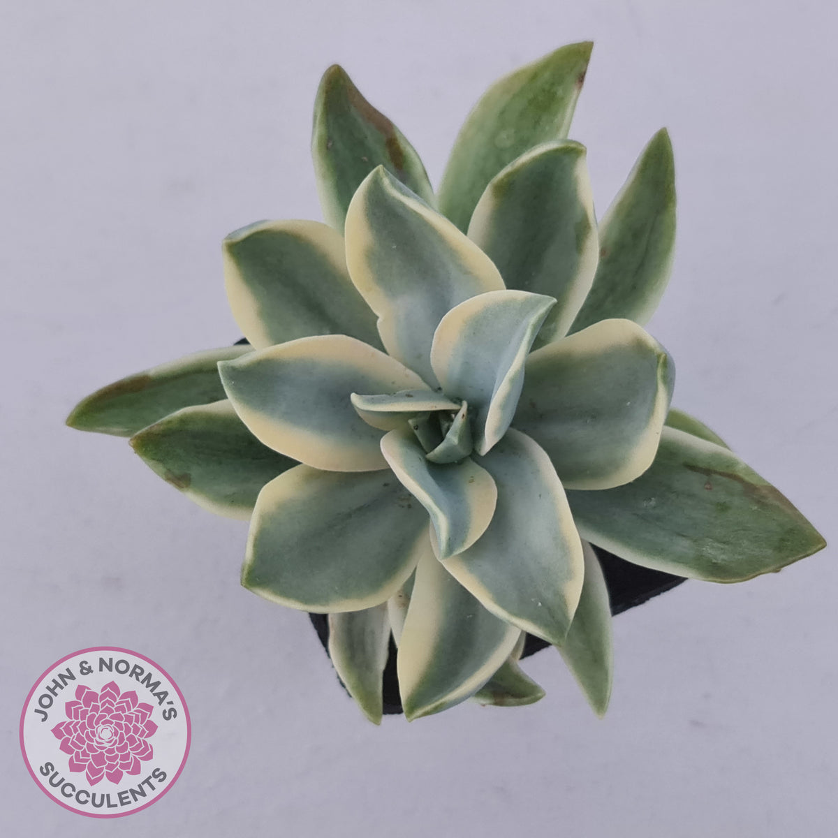 Graptoveria Fred Ives Variegata (White Variegation)