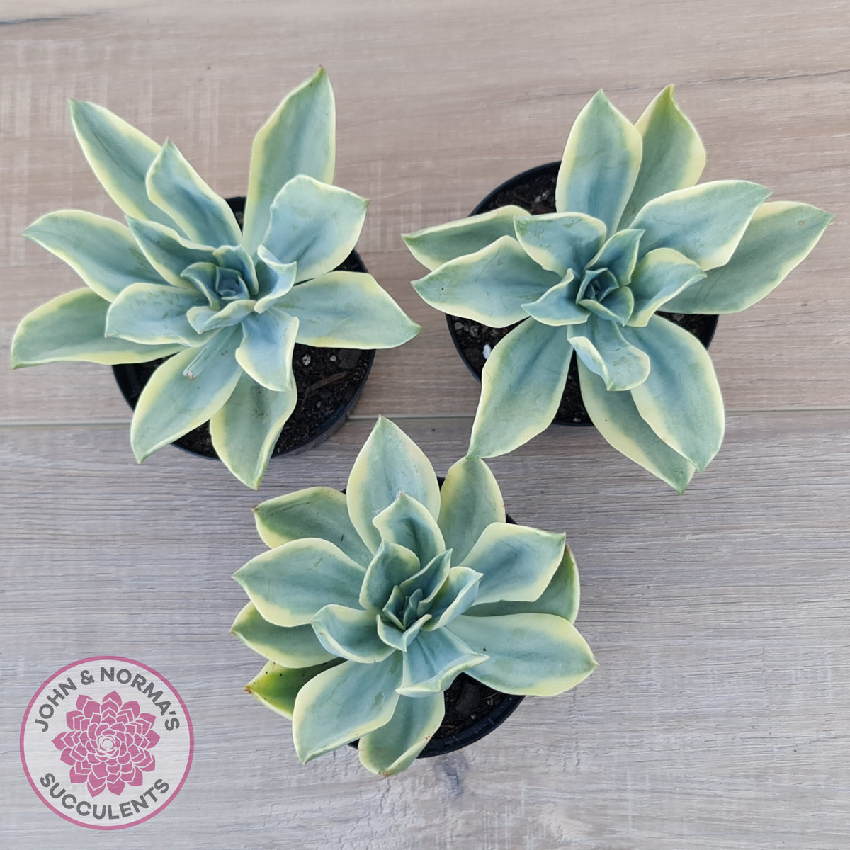 Graptoveria Fred Ives Variegata (White Variegation)