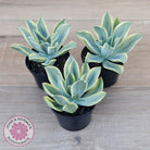 Graptoveria Fred Ives Variegata (White Variegation)
