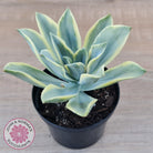 Graptoveria Fred Ives Variegata (White Variegation)