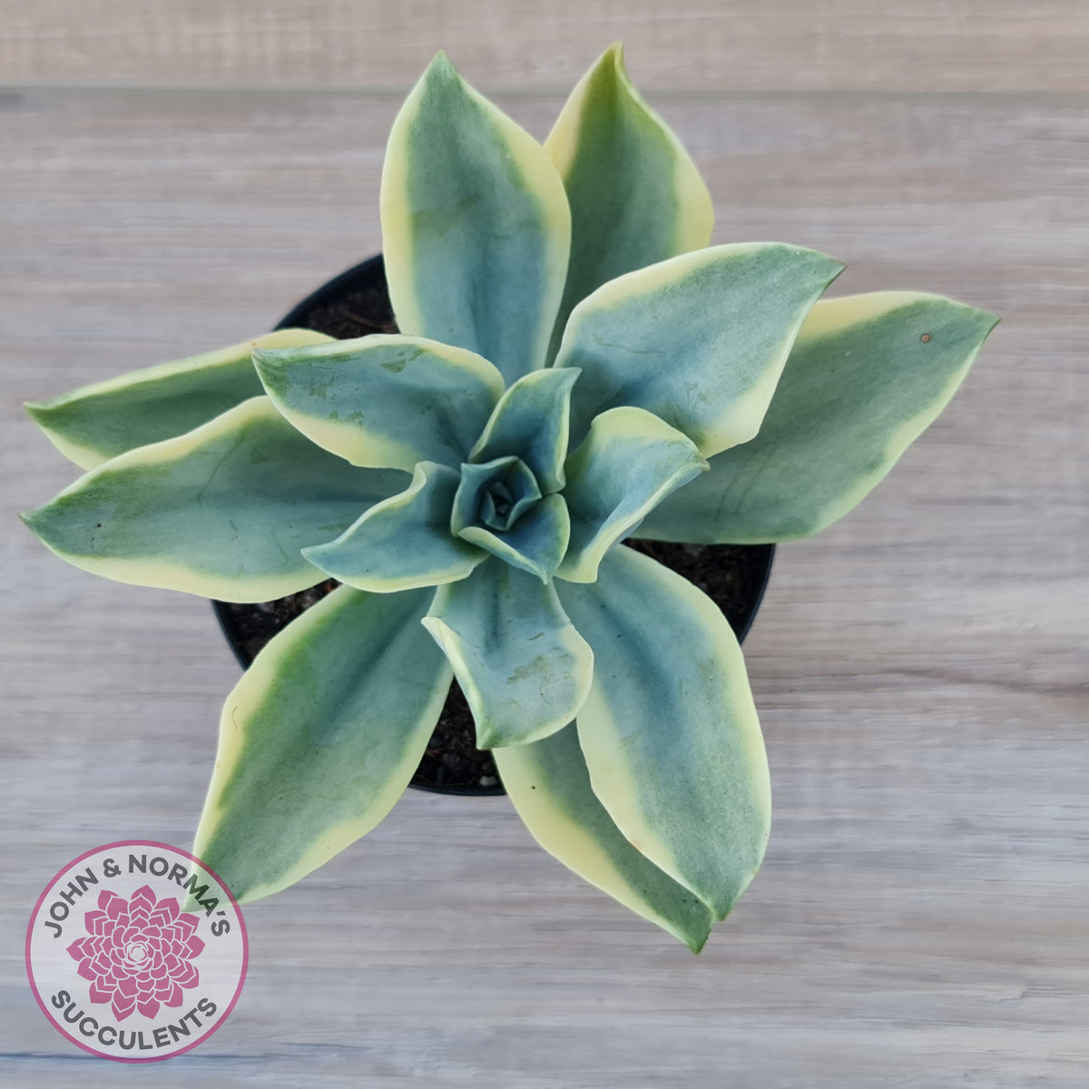 Graptoveria Fred Ives Variegata (White Variegation)