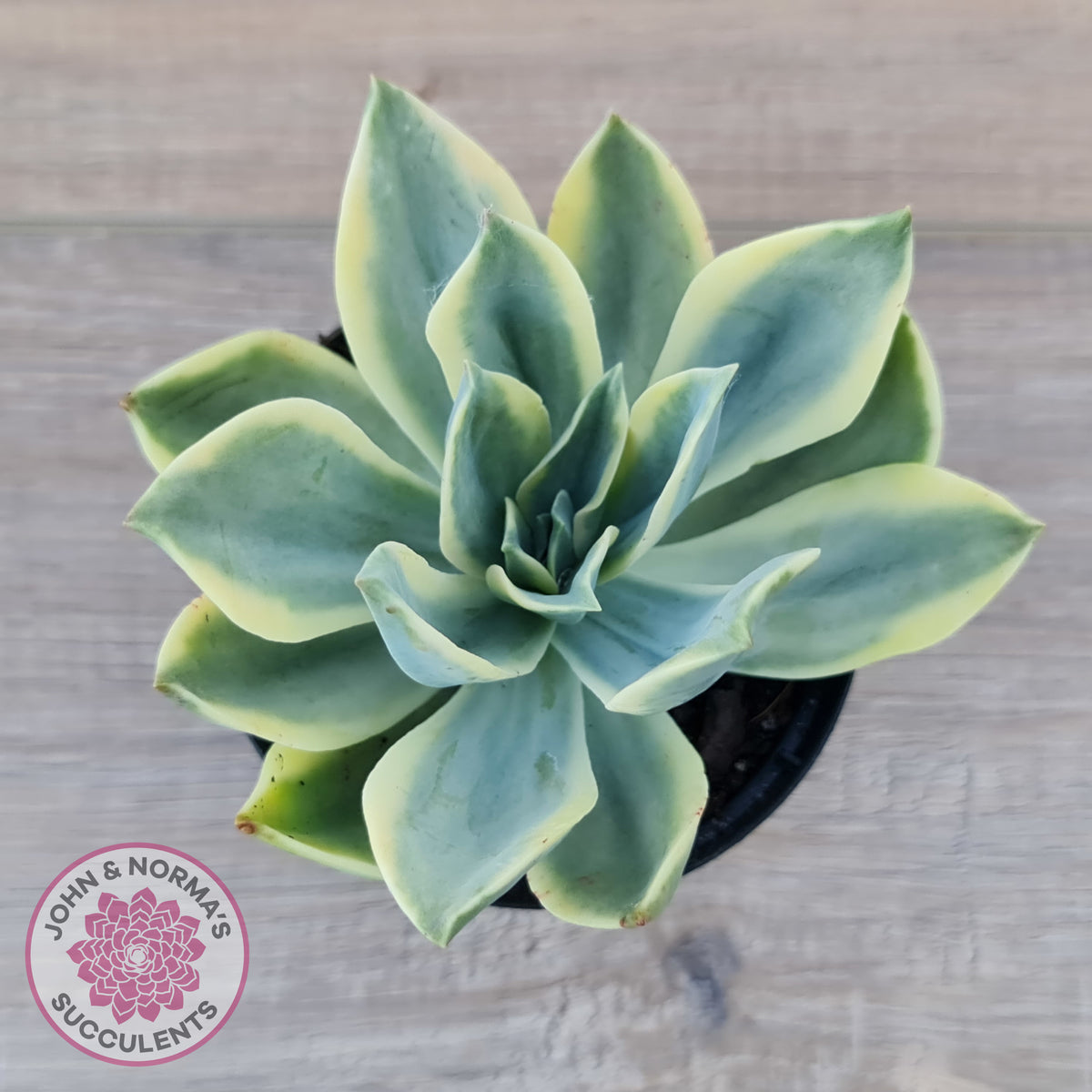 Graptoveria Fred Ives Variegata (White Variegation)