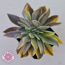 Load image into Gallery viewer, Graptoveria &#39;Fred Ives Variegated&#39; Crest - John &amp; Norma&#39;s Succulents Australia
