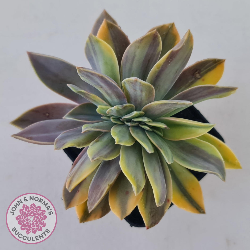 Graptoveria 'Fred Ives Variegated' Crest - John & Norma's Succulents Australia