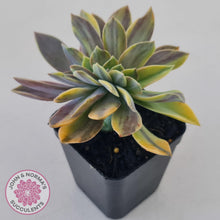 Load image into Gallery viewer, Graptoveria &#39;Fred Ives Variegated&#39; Crest - John &amp; Norma&#39;s Succulents Australia
