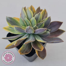 Load image into Gallery viewer, Graptoveria &#39;Fred Ives Variegated&#39; Crest - John &amp; Norma&#39;s Succulents Australia
