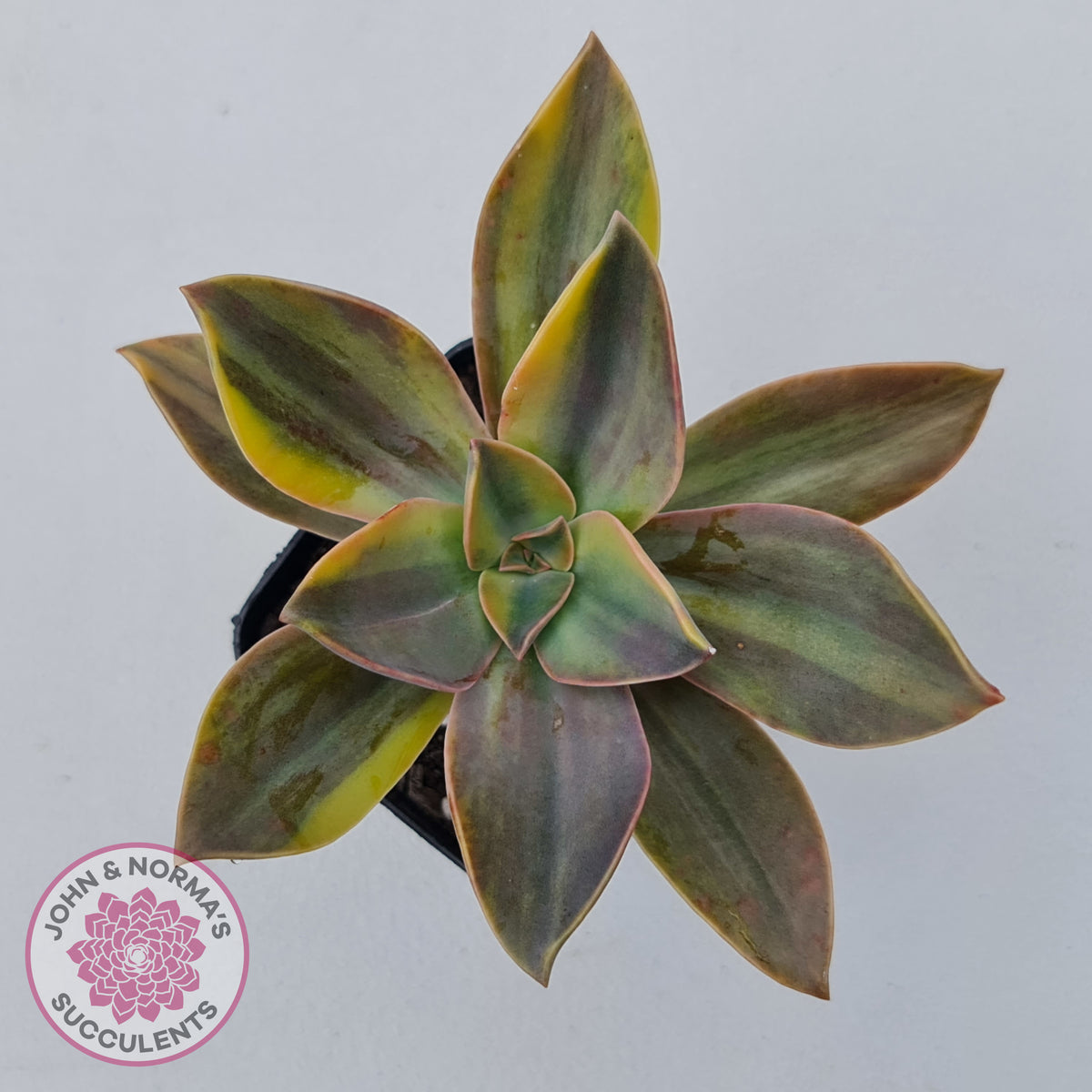 Graptoveria 'Fred Ives Variegata' (Yellow/Gold Variegation)